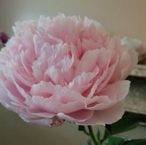 Meet your Posher, JP